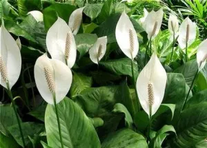 Spathiphyllum îngrijire acasă pentru înflorire lungă