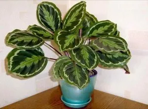 De ce se usucă și se ondula frunzele calatheei?