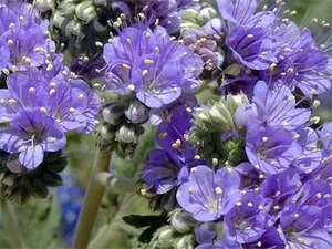 Siderații pentru grădina ta de phacelia (foto)