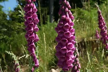 foxglove