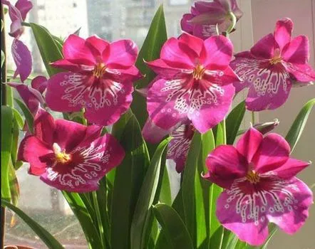 Cultivarea, reproducerea Miltonia,boli