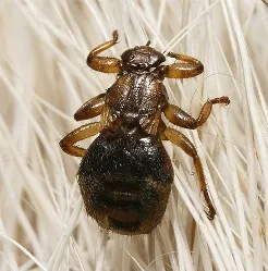 Purici de elan, descrierea speciei, habitat, caracteristici nutriționale, daune pentru oameni, metode de protecție, tratament, fotografie