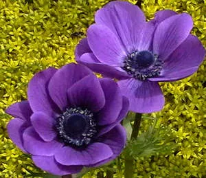 anemonă