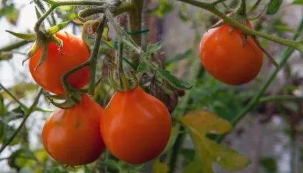 Descrierea soiului de trufe negre japoneze de tomate, recenzii, fotografii, caracteristici