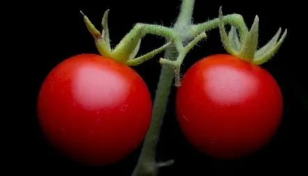 Caracteristici Tomato Pink Bush, descrierea soiului, recenzii