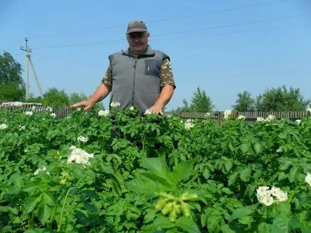 Îngrijirea plantărilor de cartofi