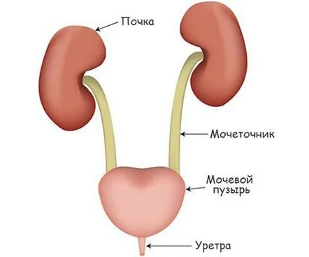 Poliuria cauze, simptome, tratament și prevenire