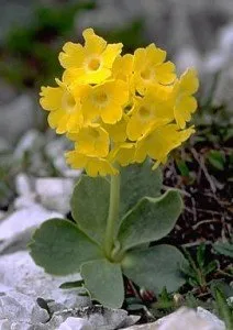 primrose