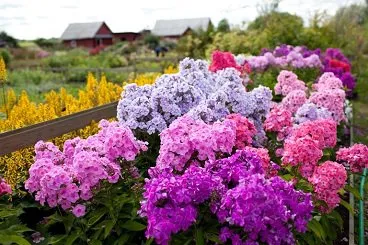 Cultivarea și îngrijirea Phlox