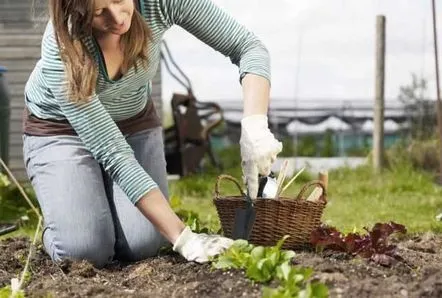 Ce să plantezi în sere și teren deschis în august