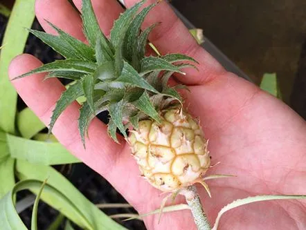 ananas