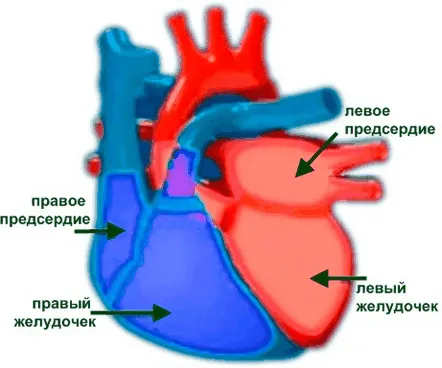 Cum funcționează inima umană