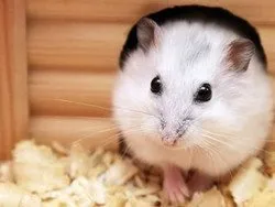 Cum să alegi un hamster