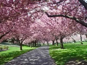 Cultivarea și îngrijirea sakura de cireș japonez