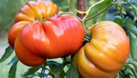 Descrierea soiului de tomate Shapka Monomakh, caracteristici, fotografii, recenzii