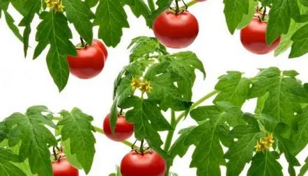 Descrierea soiului de tomate Zasolochnoe Divo