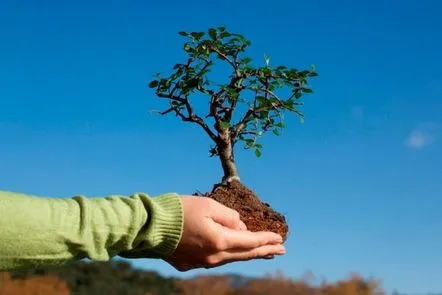 Plantarea de arbori și arbuști