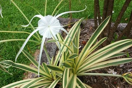 himenocallis