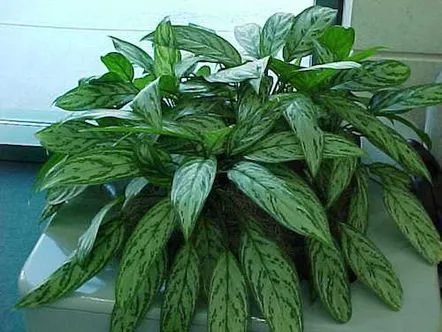 Îngrijiți aglaonema acasă