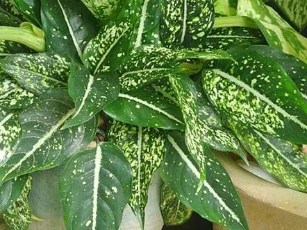 aglaonema