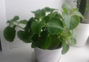 Puteți păstra plectranthus (mentă de cameră) în casă semne și credințe populare asociate cu floarea