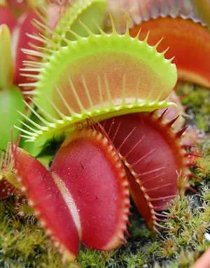 flytrap