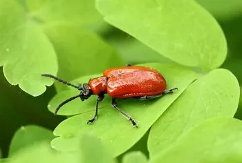 Combaterea gândacului de crin, un dăunător al grădinii de flori