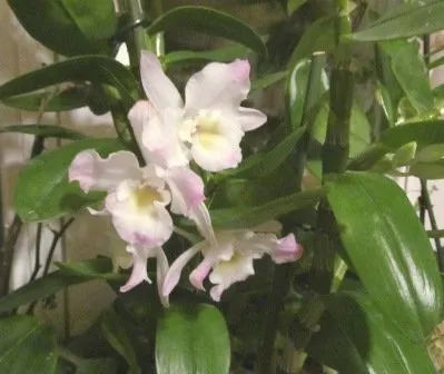 Orhidee Dendrobium nobile, îngrijire acasă