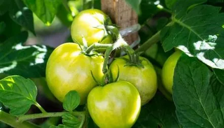 Descrierea soiului de tomate Velyka Matusya, caracteristici, fotografie