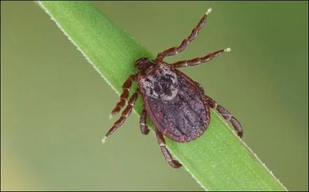 Caracteristici de protecție împotriva căpușelor