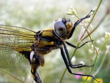 Dragonfly, rezumatul lecției de familiarizare cu natura