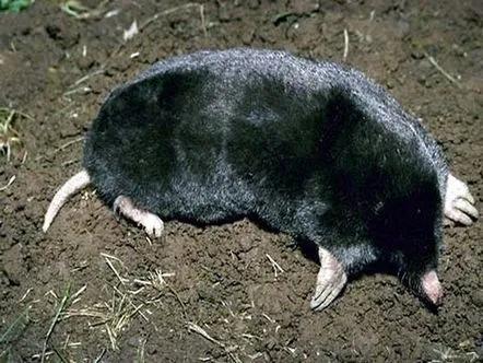 mole