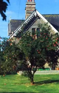 Formarea trunchiurilor de pomi fructiferi