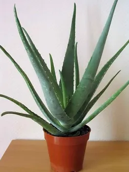 Aloe acasă, subtilități de plantare și întreținere