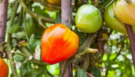 Descrierea inimii lui Tomato Bull a soiului, fotografie, caracteristici, recenzii