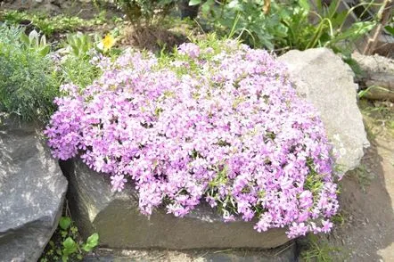 phlox