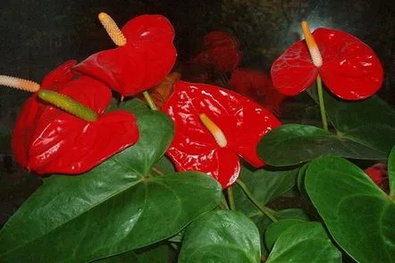 Anthurium îngrijire la domiciliu