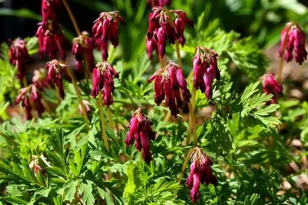 Dicentra