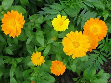 calendula