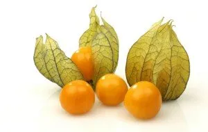 physalis