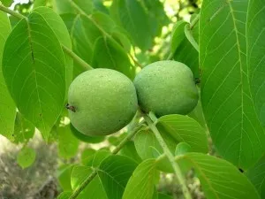 Tinctura de nuc verde în medicina populară