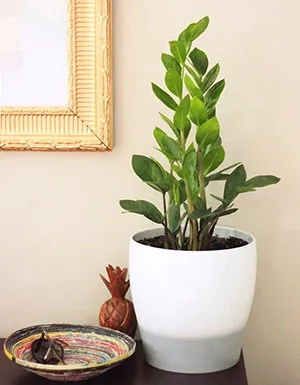 zamioculcas