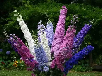 Plantarea delphiniums în pământ deschis și îngrijirea lor