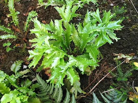 Alegem un asplenium cu fotografie și descriere