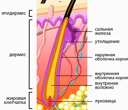 părului