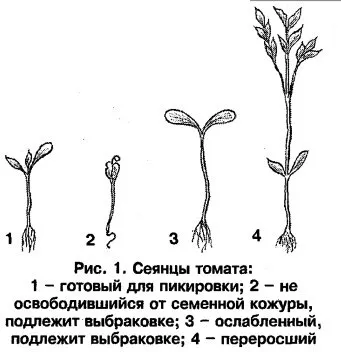 plantarea