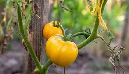 Tomate Golden Queen și Golden King, descrierea soiurilor, recenzii, fotografii