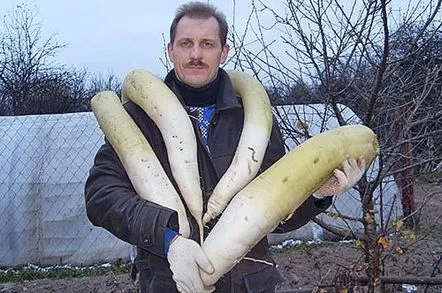 Tot ce trebuie să știi despre ridichea Daikon