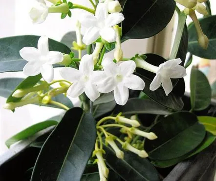 Cum să îngrijești corect Stephanotis acasă