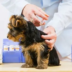 Deworming és a védőoltások Yorkshire terrier